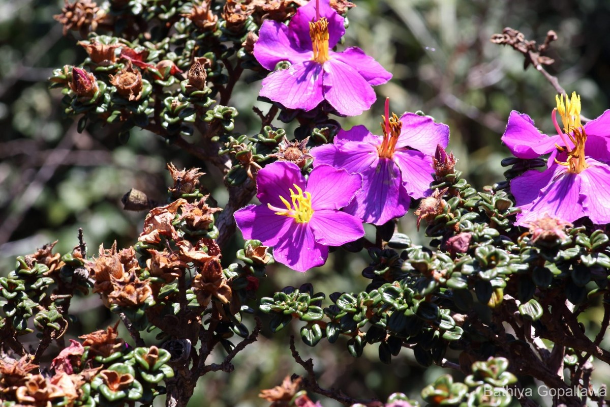 Osbeckia lanata Alston